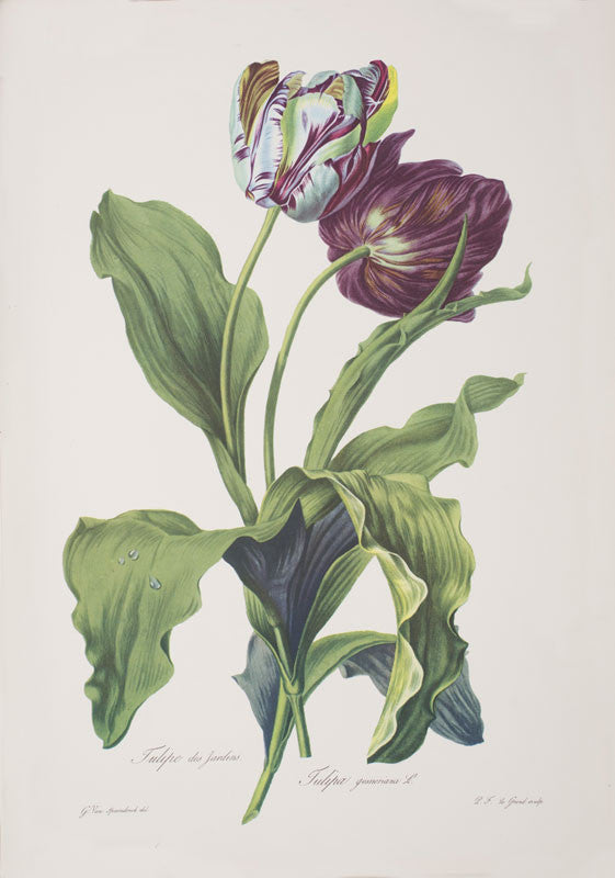 A2 Poster - Tulipe des jardins