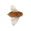 Glass Bee Wall Sculpture - Wings In  | by Luke Jacomb Studio