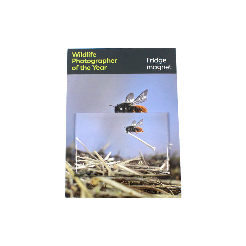 Fridge Magnet - Mason Bee at Work