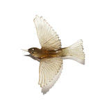 Glass Tauhou / Silvereye Wall Sculpture  | by Luke Jacomb Studio