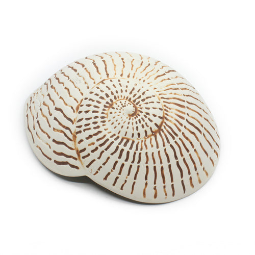 Nautilus Shell Bowl - White | by McGlashen Pottery