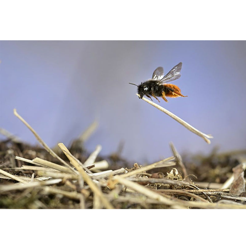 Mini Print - Mason Bee at Work