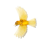Glass Mōhua / Yellowhead Wall Sculpture  | by Luke Jacomb Studio