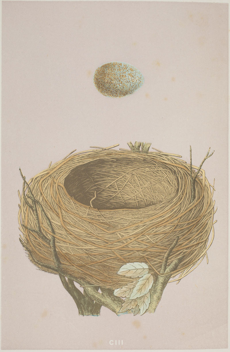 A2 Poster - A Natural History of the Nests and Eggs of British Birds- Blackbird