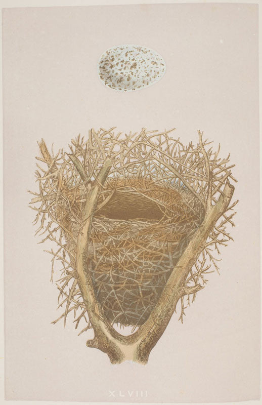 A2 Poster - A Natural History of the Nests and Eggs of British Birds - Magpie