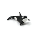 Orca Calf