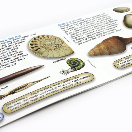 The Study of Fossils Booklet; A Guide for the Younger Fossil Hunter